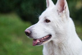 白色牧羊犬狗狗图片